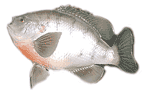 bluegill.gif (4332 bytes)