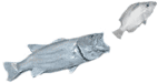 fish10.gif (2263 bytes)