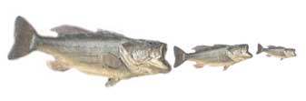 fish16.jpg (3068 bytes)